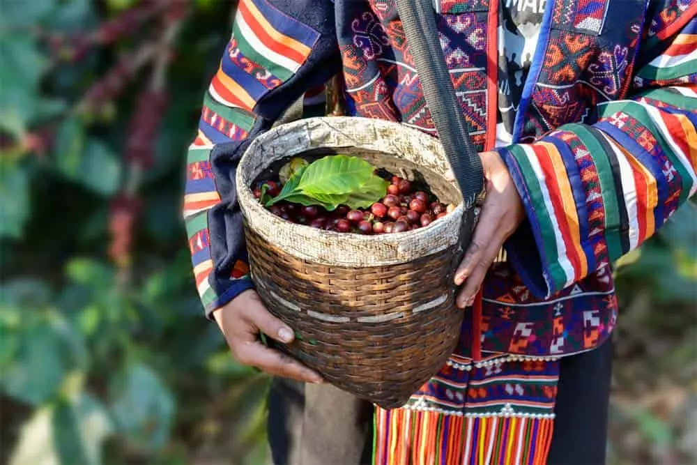 How Do Coffees Around the World Differ in Taste